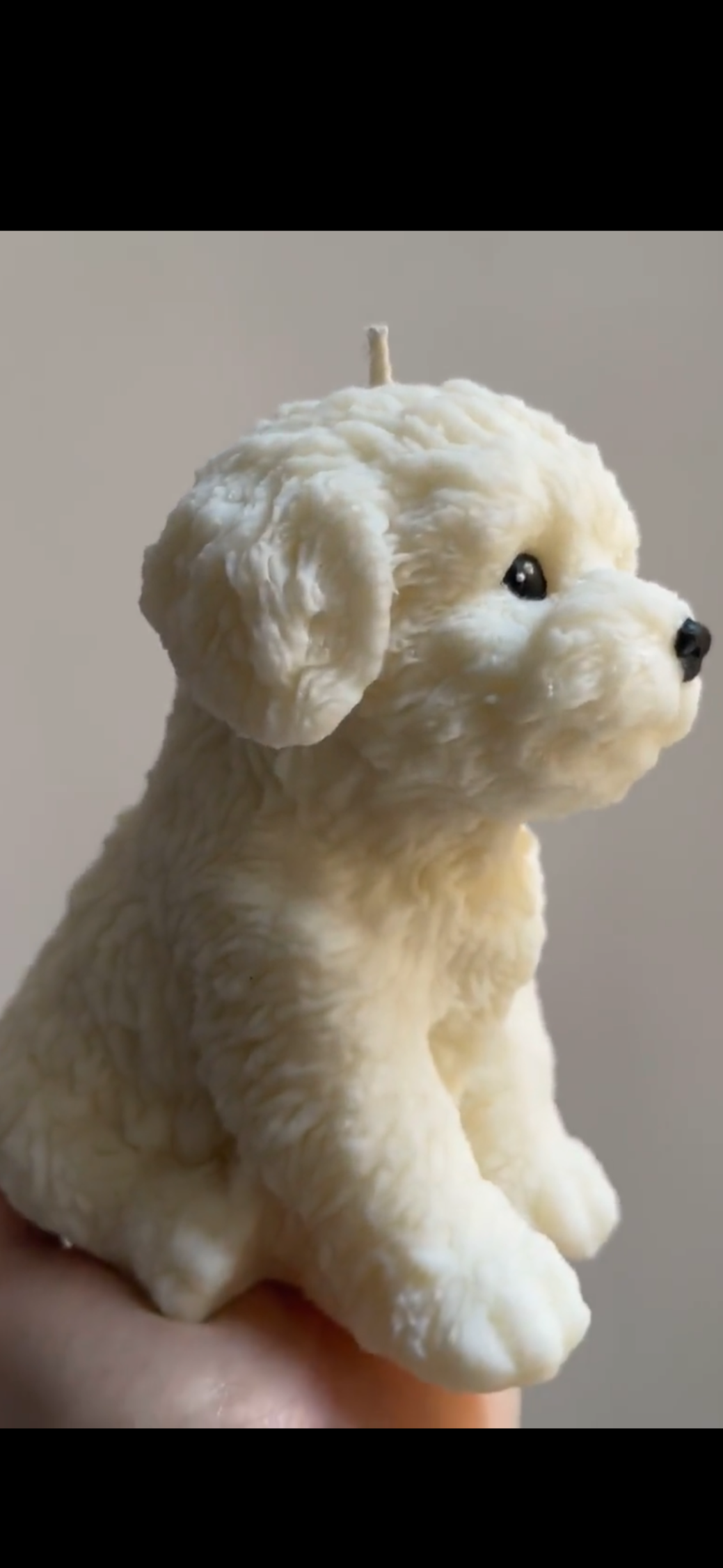 Teddy