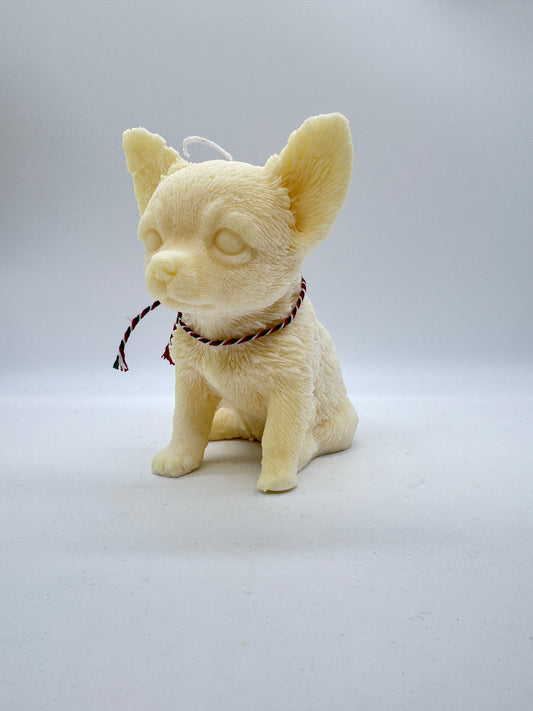 Chihuahua